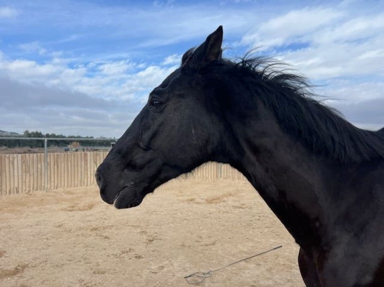 KWPN Gelding 15 years 17 hh Black in Poligono Industrial Aimayr