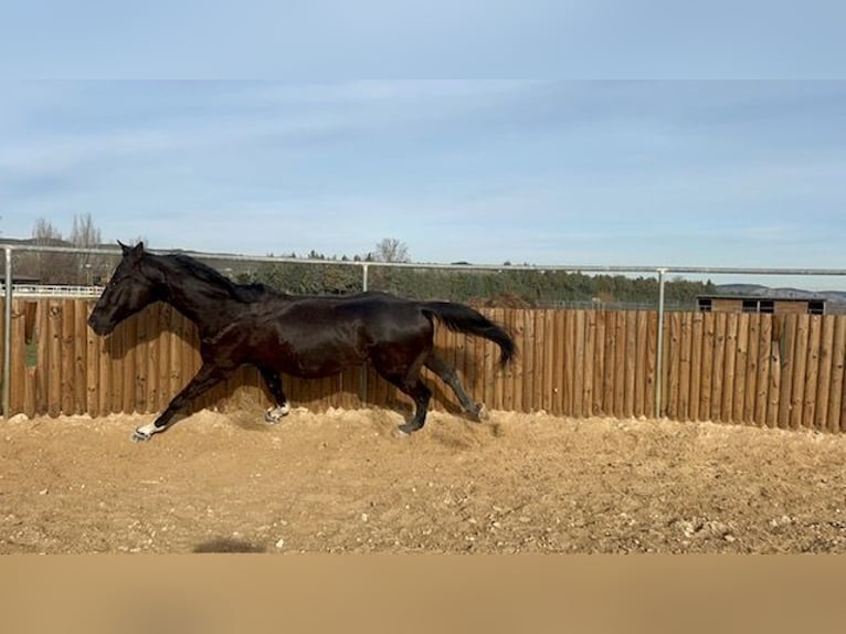 KWPN Gelding 15 years 17 hh Black in Poligono Industrial Aimayr