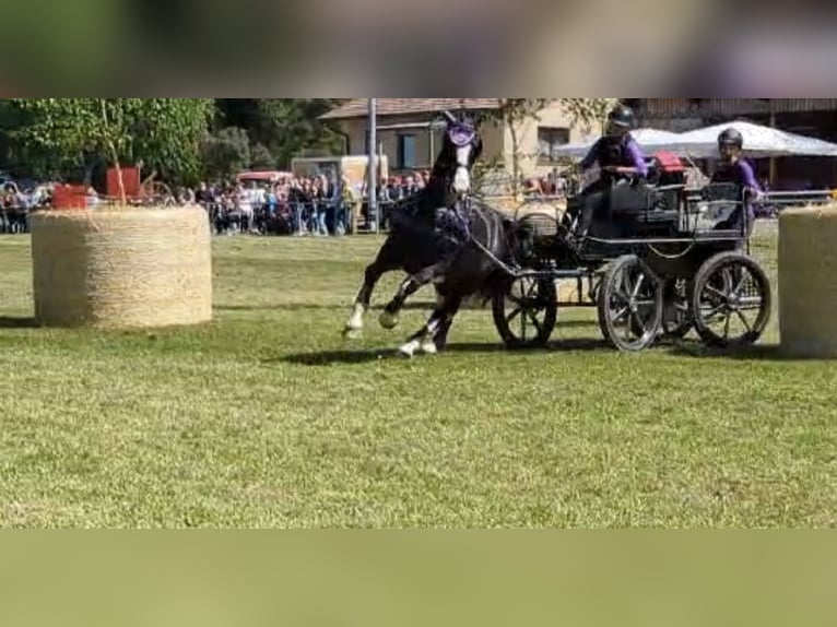 KWPN Gelding 15 years 17 hh  in Adelsheim