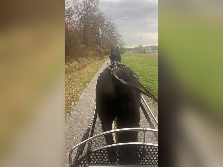 KWPN Gelding 15 years 17 hh  in Adelsheim