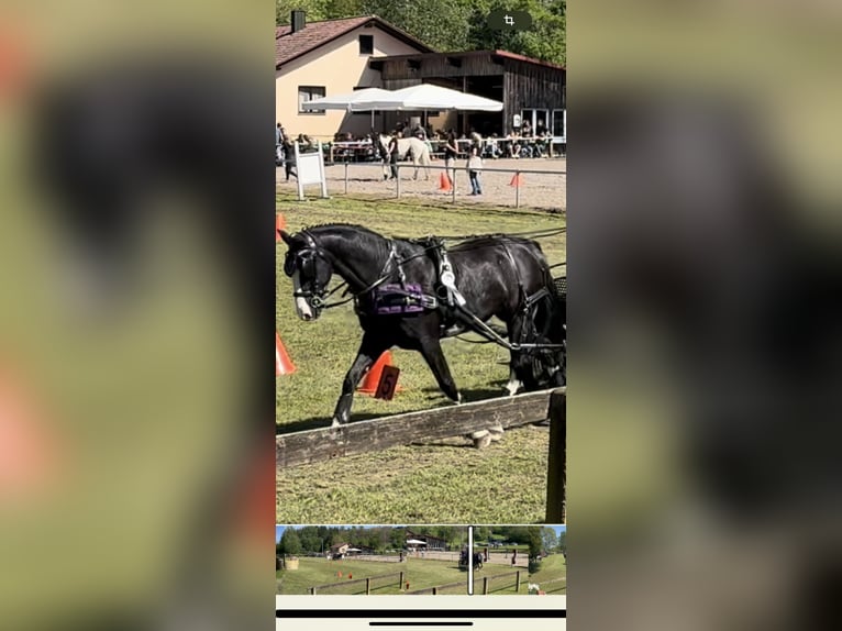 KWPN Gelding 15 years 17 hh  in Adelsheim