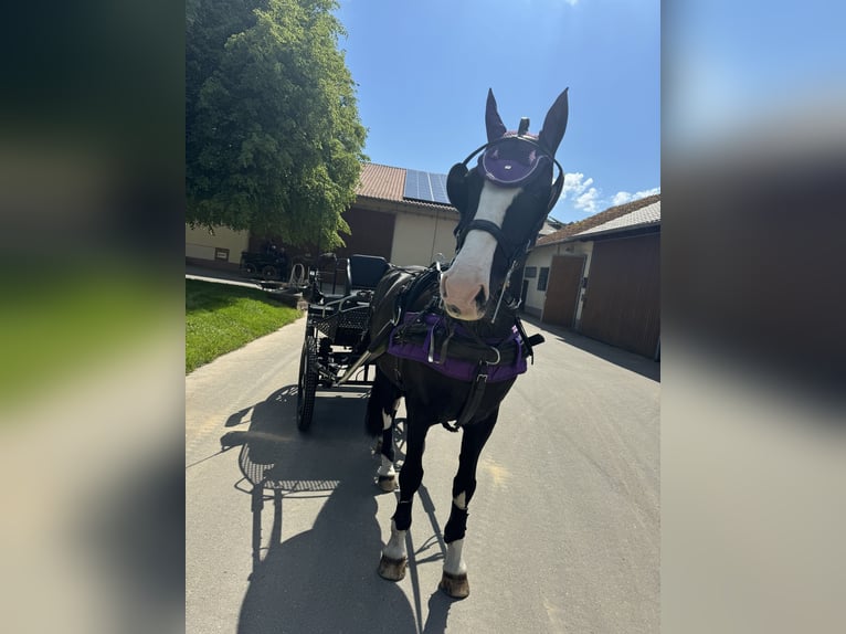 KWPN Gelding 15 years 17 hh  in Adelsheim