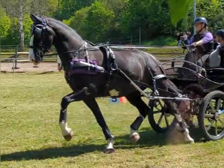 KWPN Gelding 15 years 17 hh  in Adelsheim