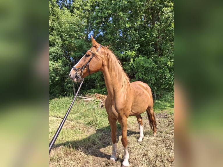 KWPN Gelding 15 years 17 hh Chestnut-Red in Elst utrecht