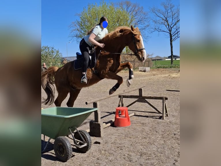 KWPN Gelding 15 years 17 hh Chestnut-Red in Elst utrecht
