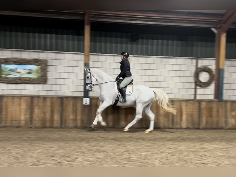 KWPN Gelding 15 years 17 hh Gray-Fleabitten in Oud Gastel