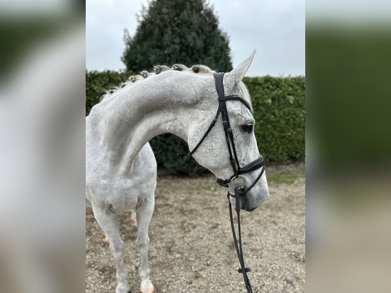 KWPN Gelding 15 years 17 hh Gray-Fleabitten in Oud Gastel