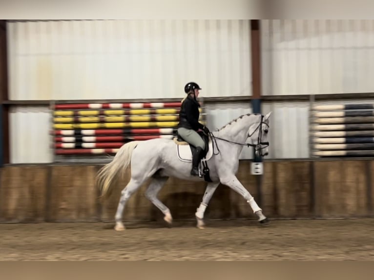 KWPN Gelding 15 years 17 hh Gray-Fleabitten in Oud Gastel