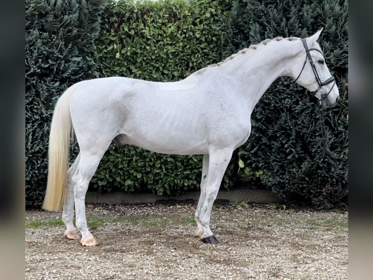 KWPN Gelding 15 years 17 hh Gray-Fleabitten in Oud Gastel