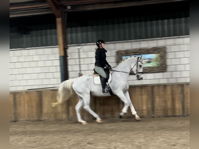 KWPN Gelding 15 years 17 hh Gray-Fleabitten in Oud Gastel