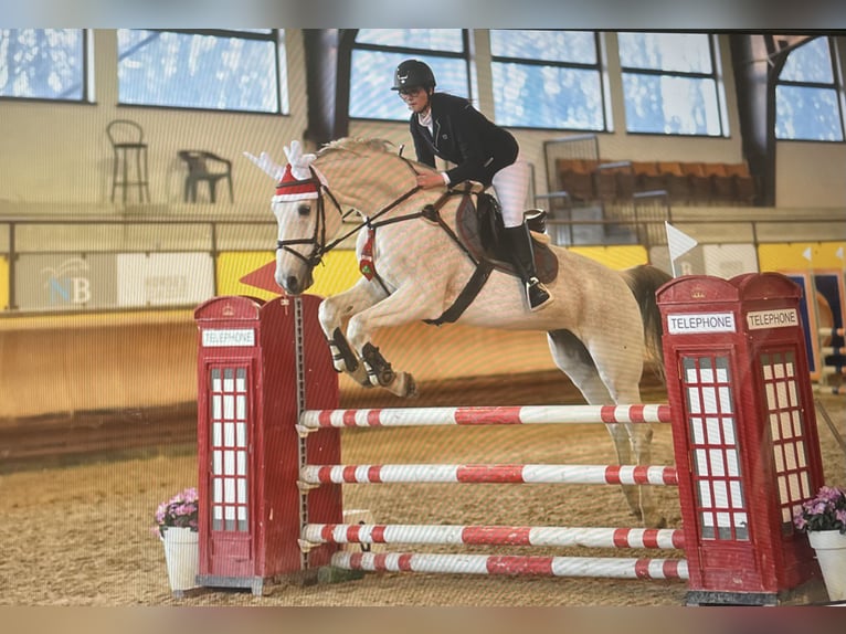 KWPN Gelding 15 years 17 hh Gray in Bienate