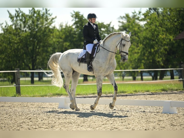 KWPN Gelding 15 years 17,1 hh Grey-Dapple in Waldzell