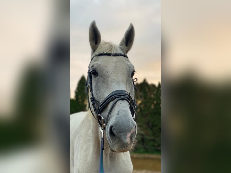 KWPN Gelding 15 years 17,2 hh in Kleinbundenbach KWPN Gelding 15 years 17,2 hh in Kleinbundenbach