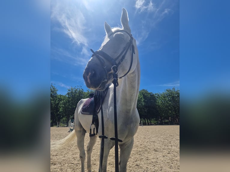KWPN Gelding 15 years 17,2 hh in Kleinbundenbach KWPN Gelding 15 years 17,2 hh in Kleinbundenbach