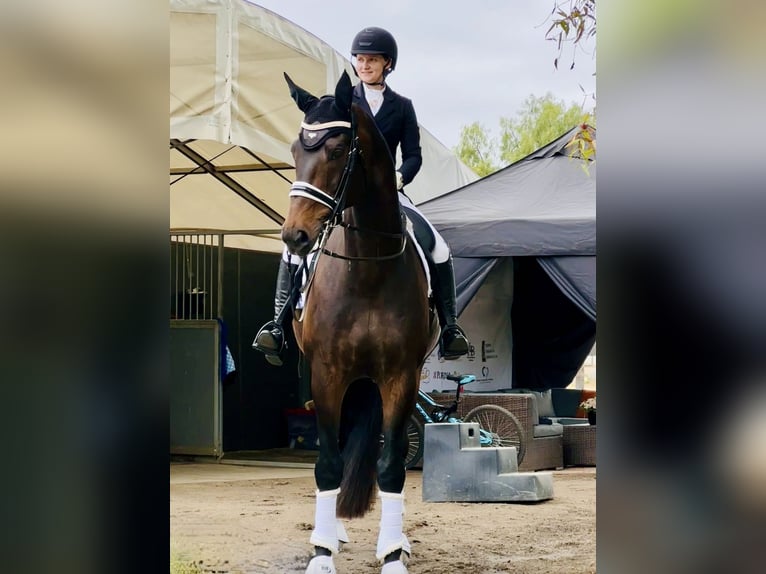 KWPN Gelding 15 years 18 hh Bay-Dark in San Diego, CA