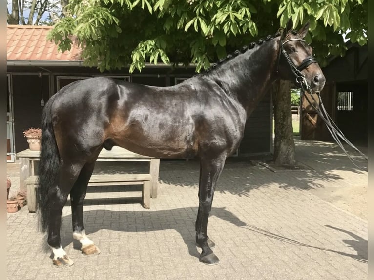 KWPN Gelding 15 years 18 hh Bay-Dark in San Diego, CA