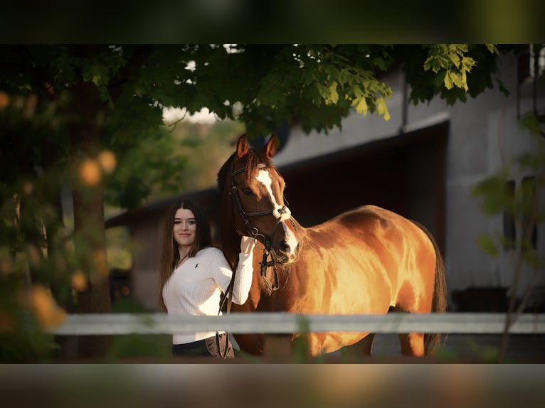 KWPN Gelding 15 years Bay in domžale
