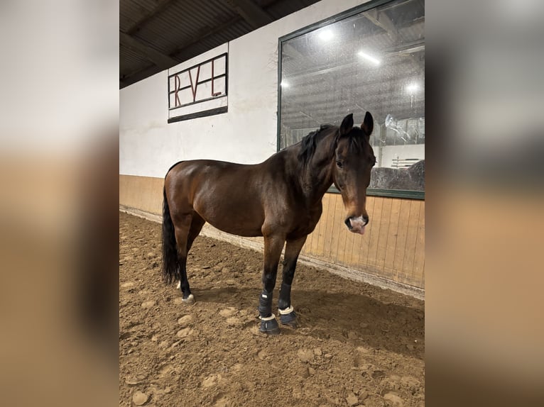 KWPN Gelding 15 years Brown in Herford