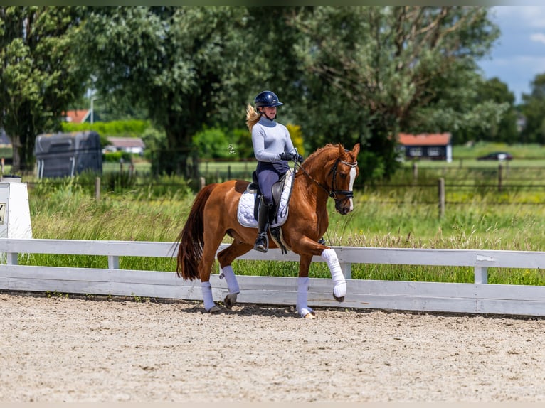 KWPN Gelding 15 years Chestnut-Red in Strijen