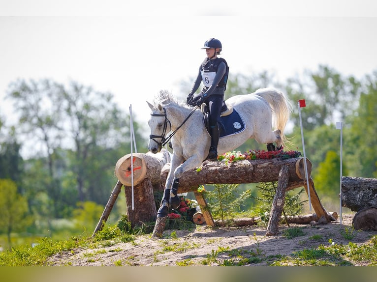 KWPN Gelding 16 years 15,3 hh Grey in Lilli