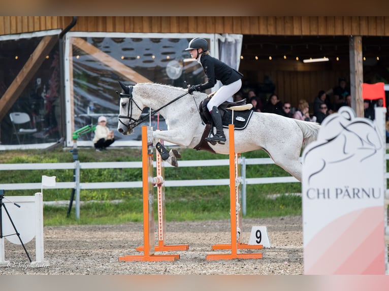 KWPN Gelding 16 years 15,3 hh Grey in Lilli