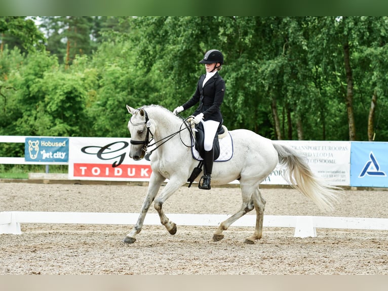 KWPN Gelding 16 years 15,3 hh Grey in Lilli