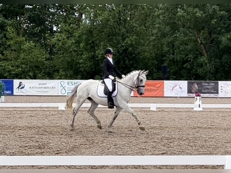 KWPN Gelding 16 years 15,3 hh Grey in Lilli