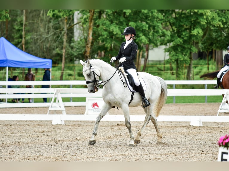 KWPN Gelding 16 years 15,3 hh Grey in Lilli