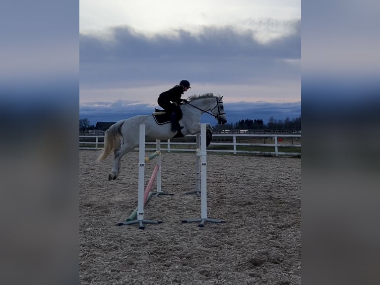 KWPN Gelding 16 years 15,3 hh Grey in Lilli