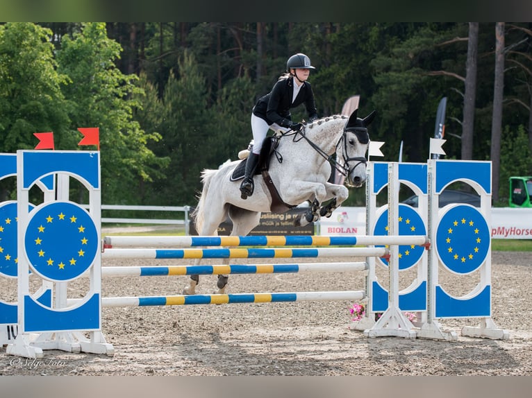 KWPN Gelding 16 years 15,3 hh Grey in Lilli
