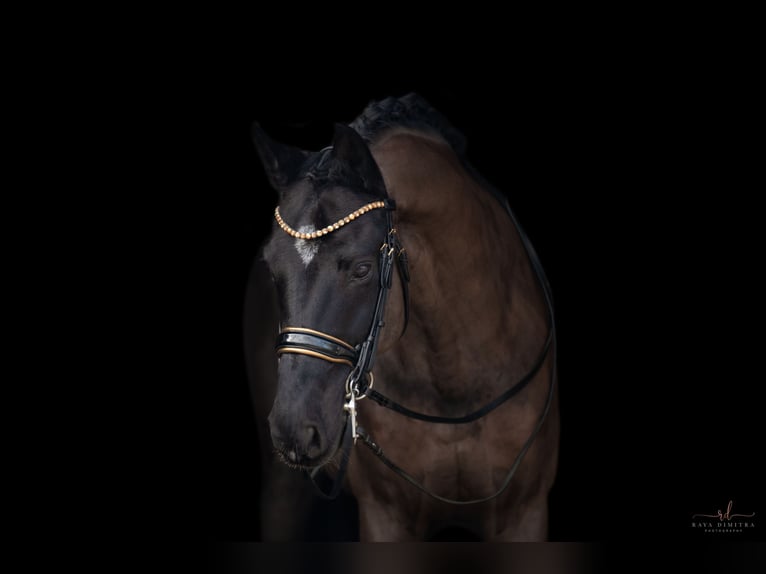 KWPN Gelding 16 years 16,1 hh Black in Wehringen