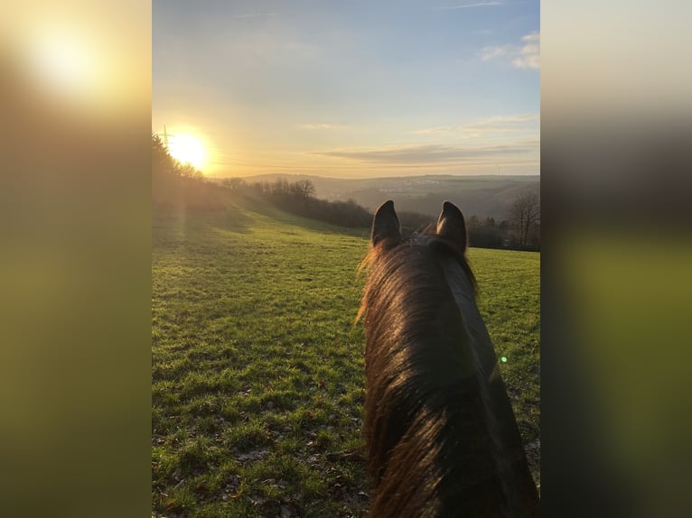 KWPN Gelding 16 years 16,1 hh Black in Trier