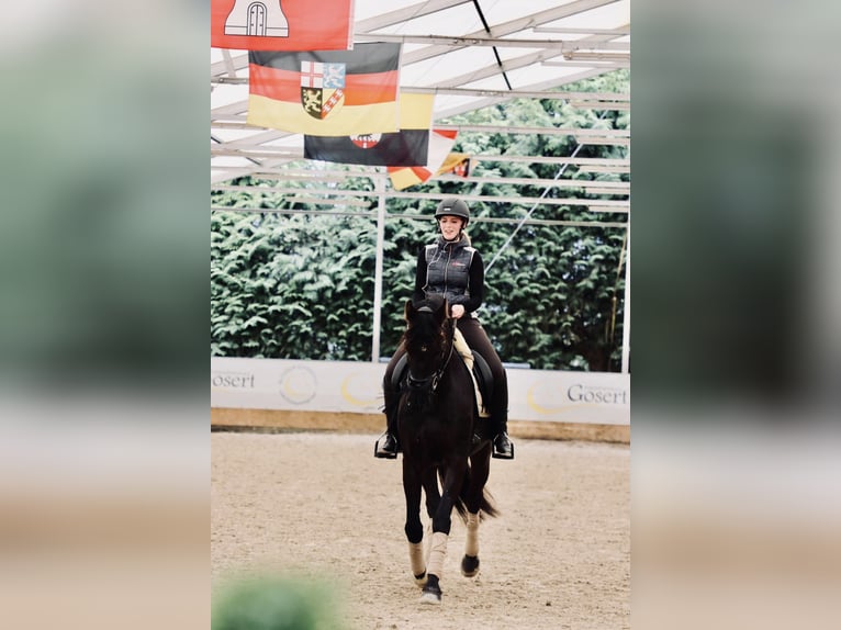 KWPN Gelding 16 years 16,1 hh Black in Trier