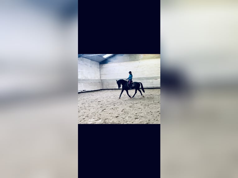 KWPN Gelding 16 years 16,1 hh Black in Trier