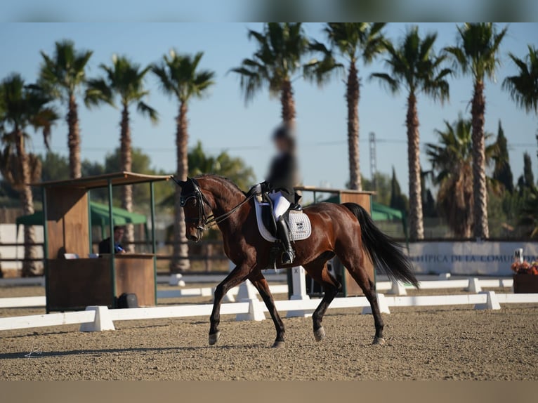 KWPN Gelding 16 years 16,1 hh Brown in Valencia