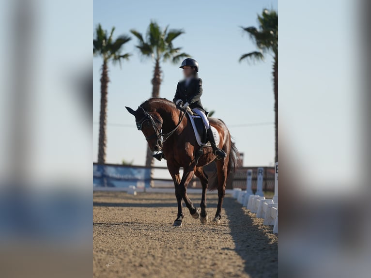 KWPN Gelding 16 years 16,1 hh Brown in Valencia