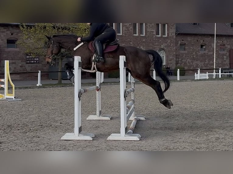 KWPN Gelding 16 years 16.1 hh Brown in Kusel