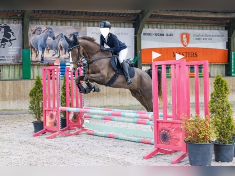 KWPN Gelding 16 years 16.1 hh Chestnut in Darp