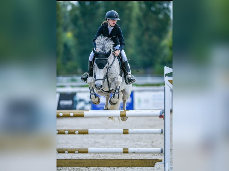 KWPN Gelding 16 years 16,2 hh Gray in Svincice