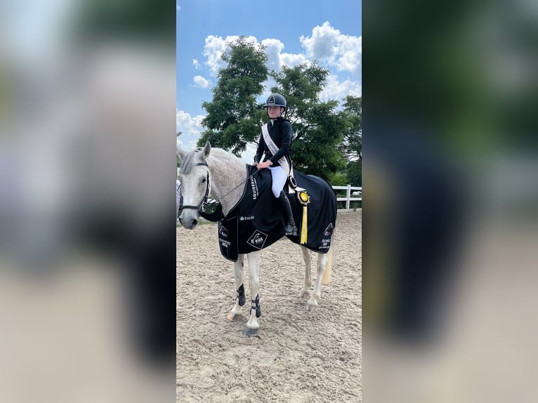 KWPN Gelding 16 years 16,2 hh Gray in Svincice