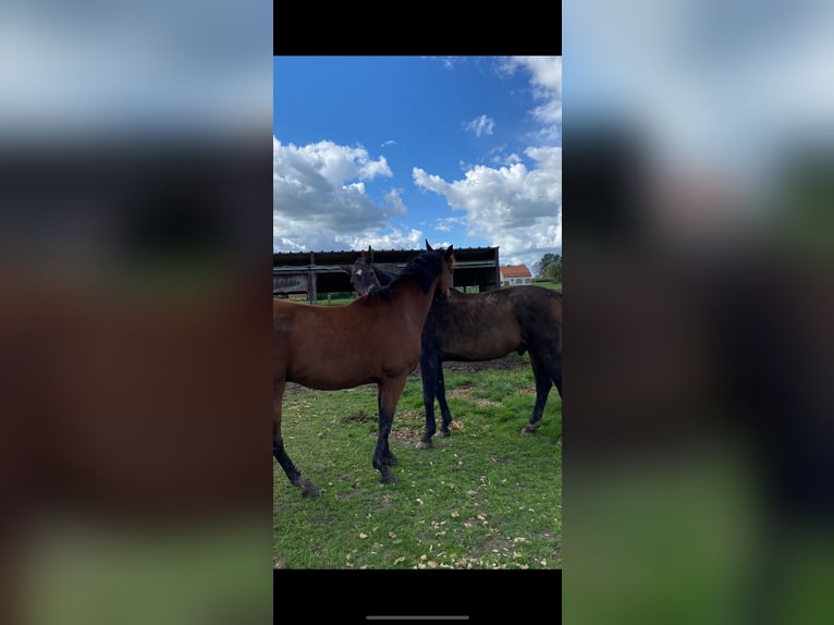 KWPN Gelding 16 years 16 hh Bay in Rumbeke