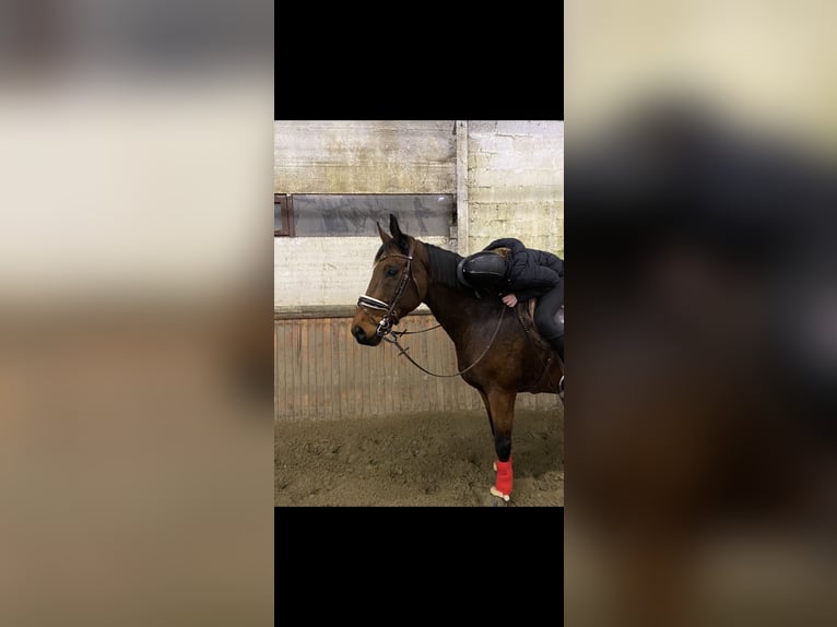 KWPN Gelding 16 years 16 hh Bay in Rumbeke