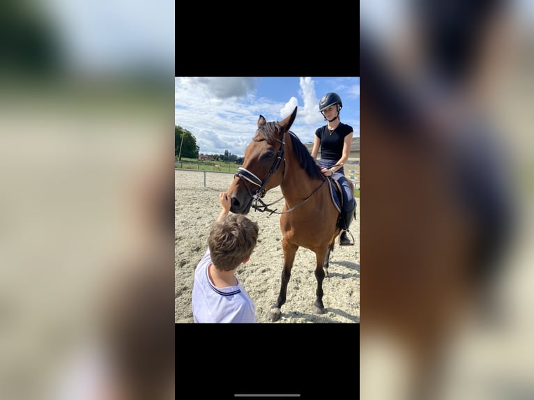 KWPN Gelding 16 years 16 hh Bay in Rumbeke