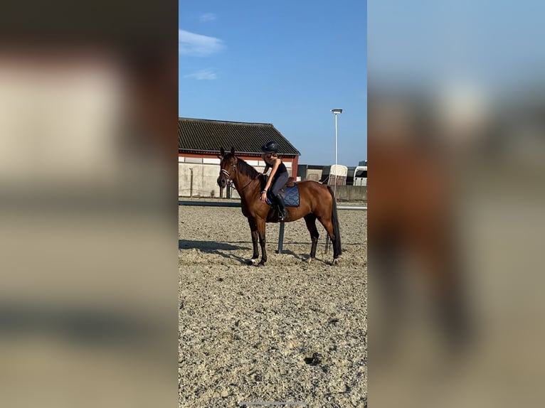 KWPN Gelding 16 years 16 hh Bay in Rumbeke