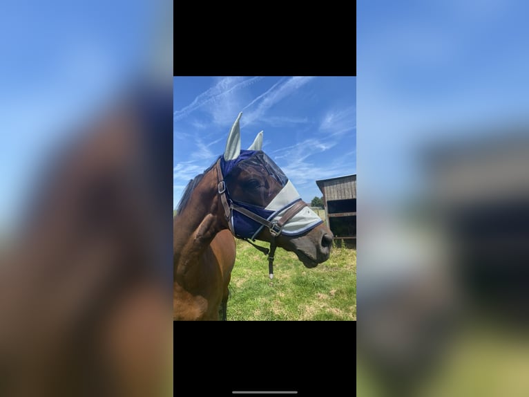 KWPN Gelding 16 years 16 hh Bay in Rumbeke