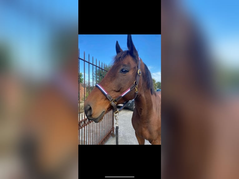 KWPN Gelding 16 years 16 hh Bay in Rumbeke