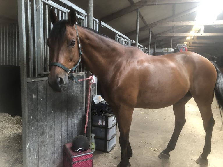 KWPN Gelding 16 years 16 hh Brown in Wierden