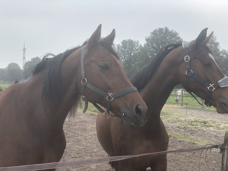 KWPN Gelding 16 years 16 hh Brown in Wierden