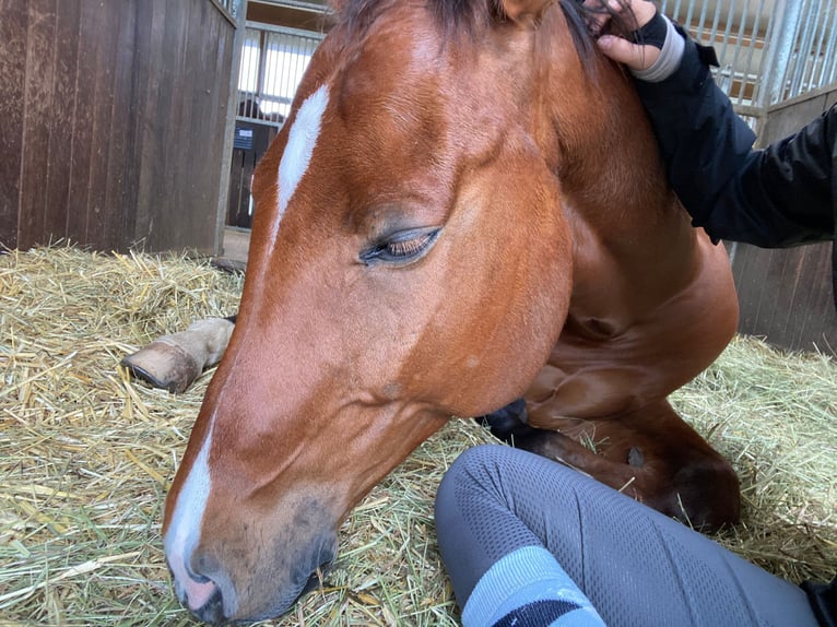 KWPN Gelding 16 years 16 hh Brown in Dinkelsbühl