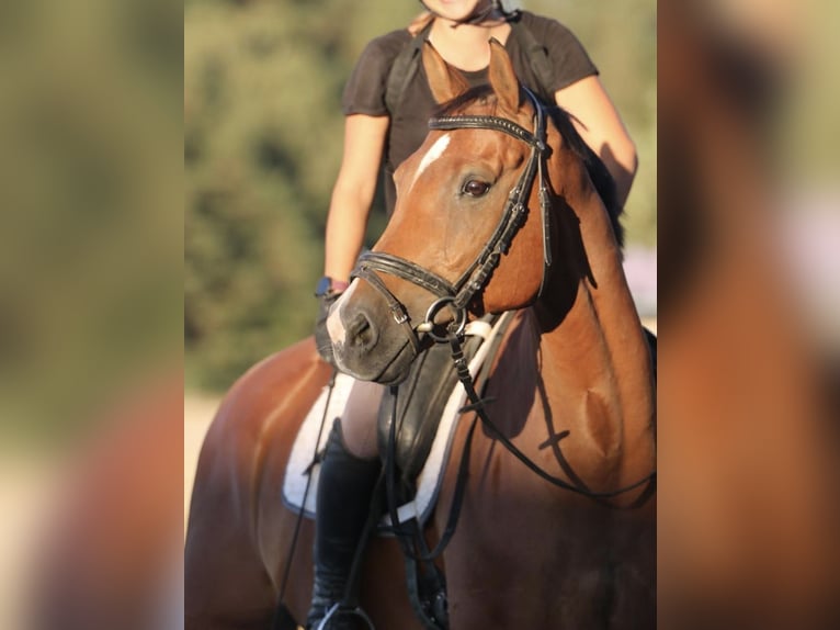 KWPN Gelding 16 years 16 hh Brown in Dinkelsbühl